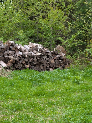 a wild rabbit on a pile of old firewood.