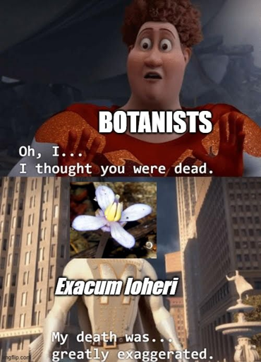 A meme that shows Tighten from Megamind saying "Oh...I thought you were dead" to Exacum loheri who responds with "My death was... greatly exaggerated".