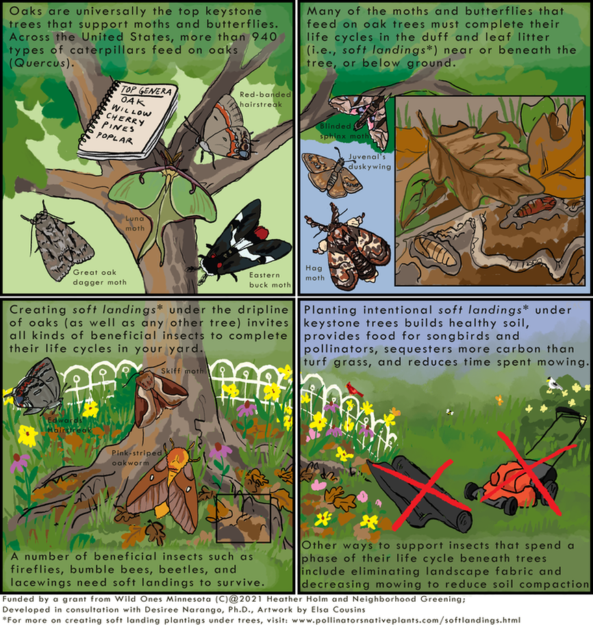 A four panel infographic describing the benefits of soft landing plantings. Full image text is in post body