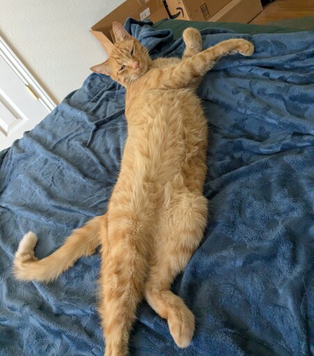 big lovebug orange cat all stretched out showing his belly