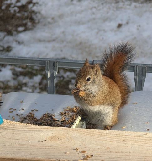 Squirrelt eating a peanut outside with a snowy background.