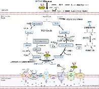 Paper - The Warburg hypothesis and the emergence of the mitochondrial metabolic theory of cancer - 2025