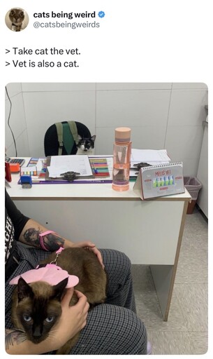 it's a cat eat cat world