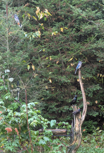 Photo of some curvy sticks with blue jays and grackles watching over a feeding spot.
