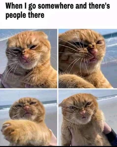 when i go somewhere and there's people there. 4 panels of a cute orange kitty looking disgusted